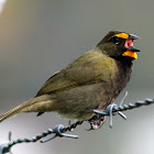 Semillero coliamarillo - Yellow-faced grassquit