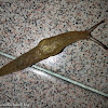 Slug (Stylommatophora)