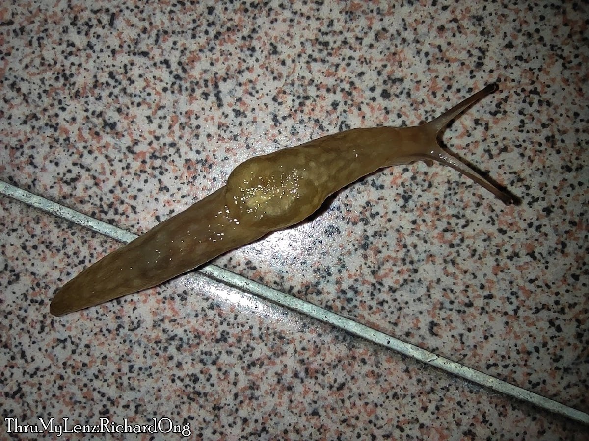 Slug (Stylommatophora)