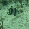 Banded Butterflyfish