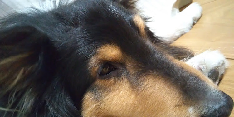 ななめさんが投稿した黄砂・小雨・黒い車・CTモンハン部・犬tuneに関するカスタム事例の投稿画像5枚目