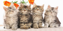 Cute Cat Wallpapers APK