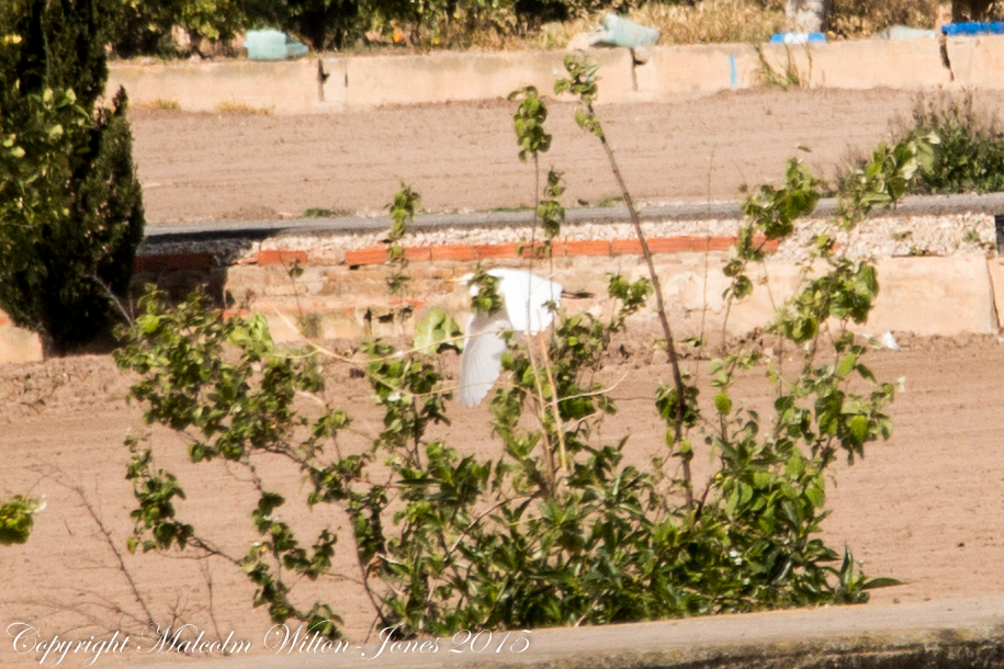 Cattle Egret; Garcilla Bueyera