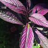 Persian Shield