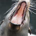 South American Fur Seal