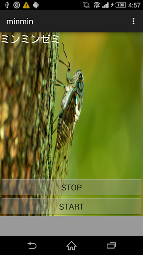 Cries of insect cicada