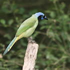 Green Jay