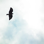 Common buzzard