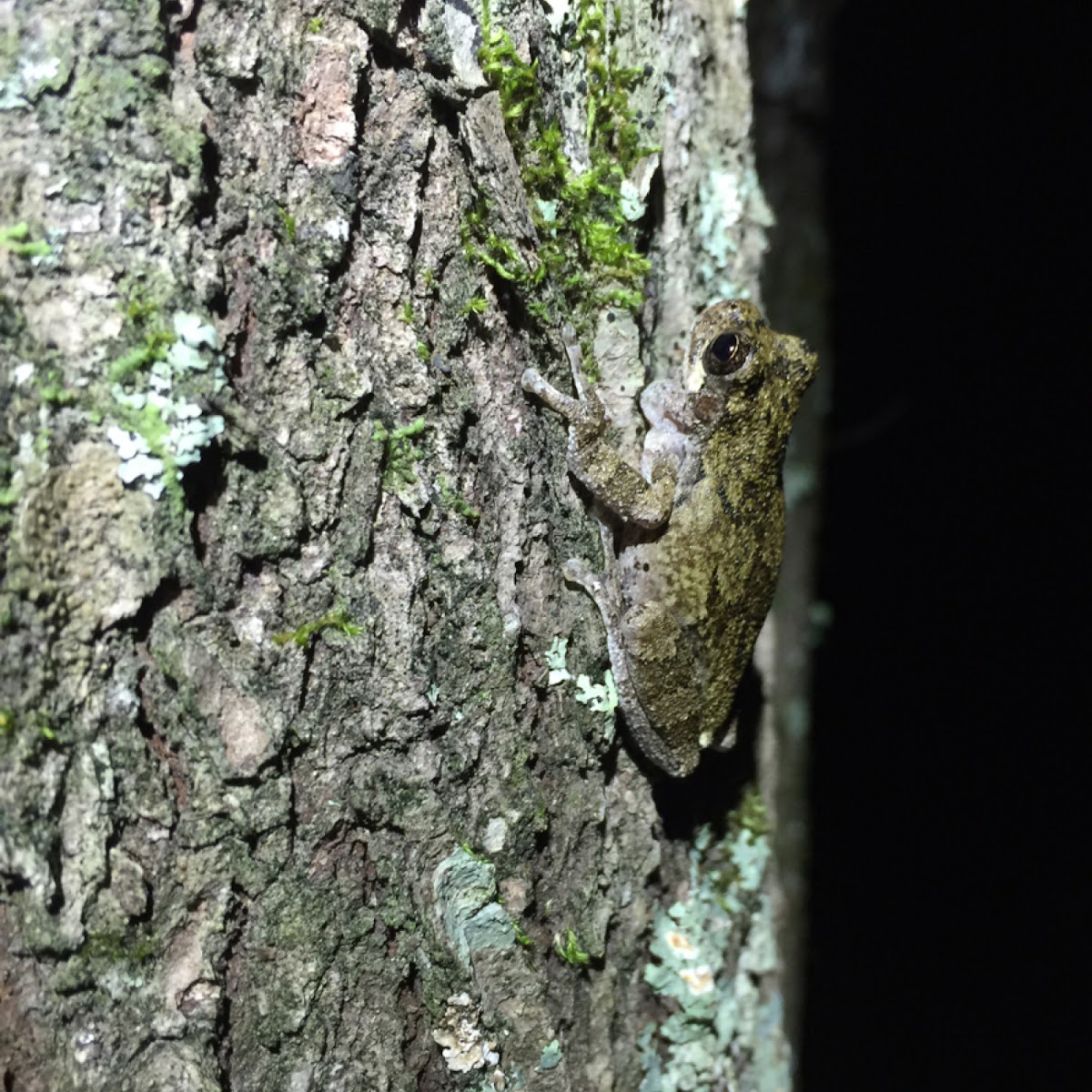 Cope's Gray Treefrog