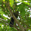 Hartlaub's Turaco