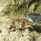 Sally Lightfoot Crab