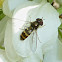 Syrphid Fly