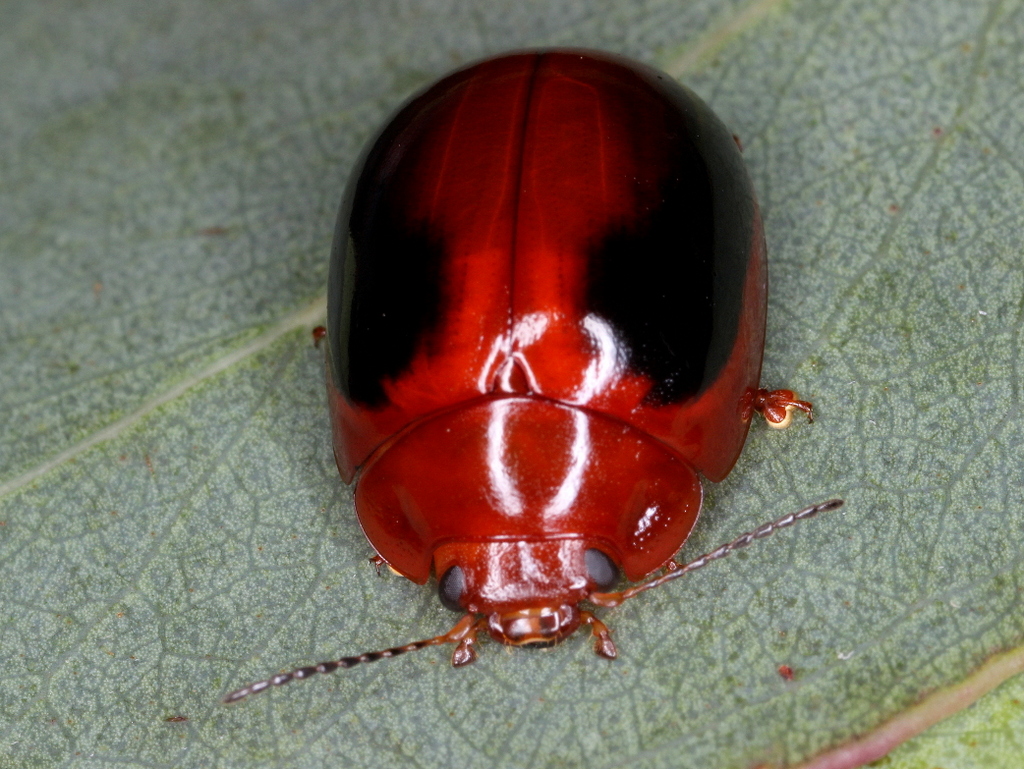 Leaf Beetle