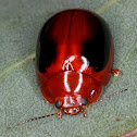 Leaf Beetle