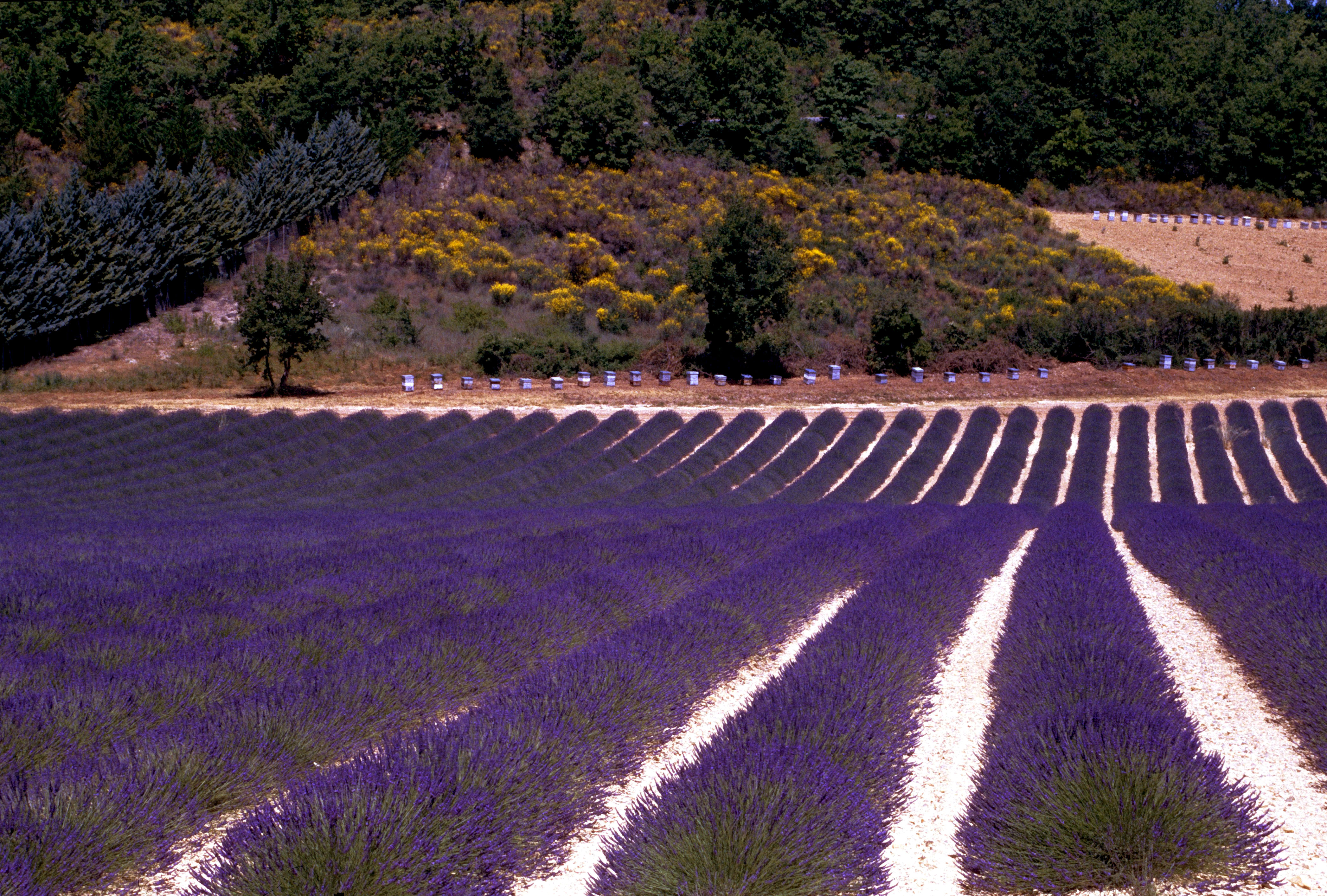 Campi di lavanda di benny48