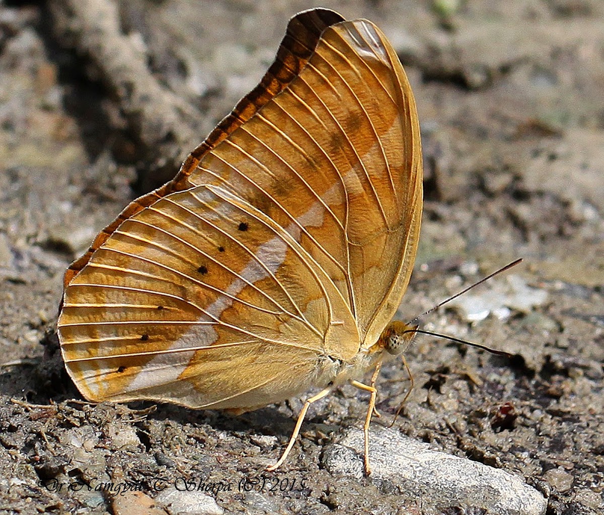 Himalayn Large Yeoman Male