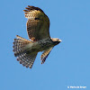 Red-shouldered hawk