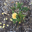 Olds College Centennial Rose