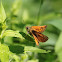 Large skipper