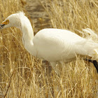 Snowy Egret