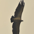 vulture