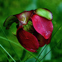 Purple Pitcher Plant