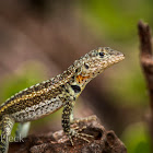 Galápagos Lava Lizard