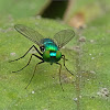 Green Long-legged Fly