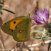 Clouded Yellow