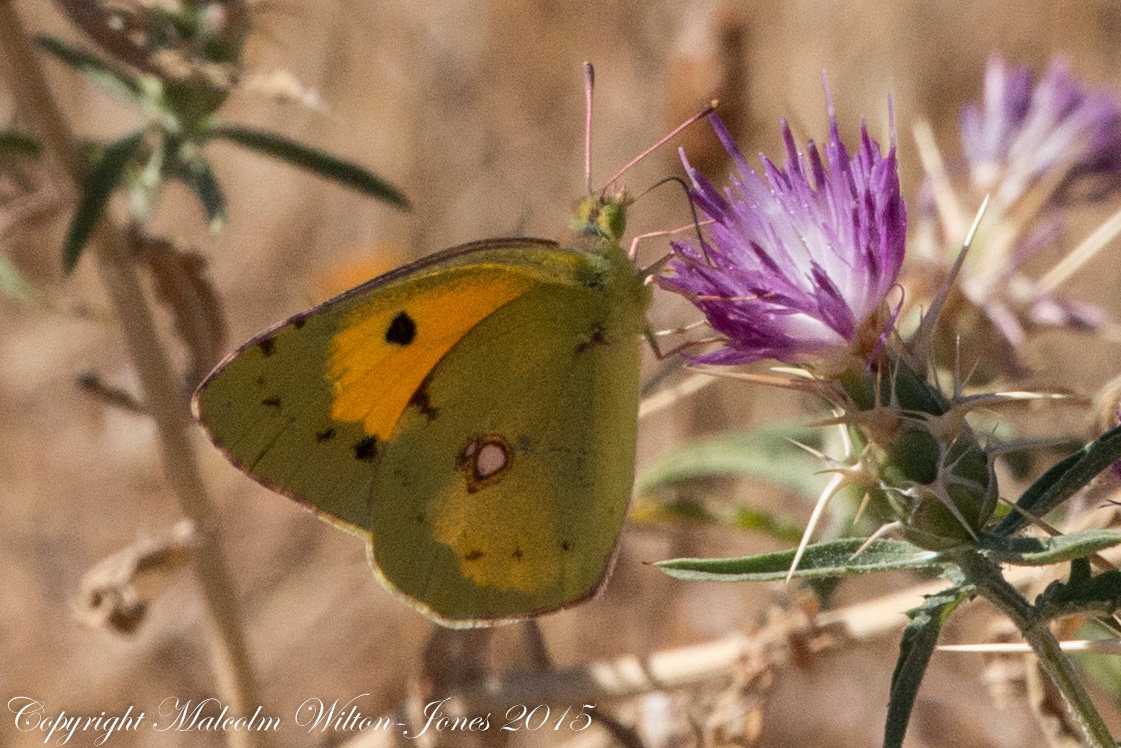 Clouded Yellow