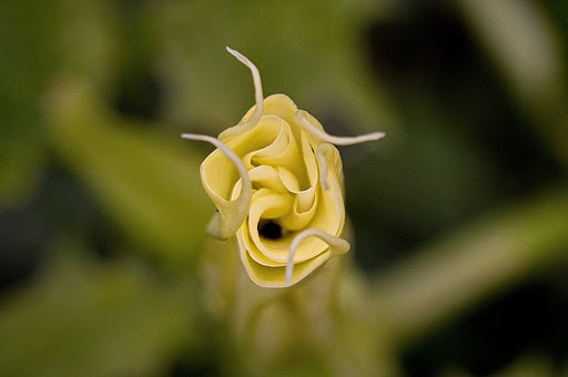 Datura stramonium