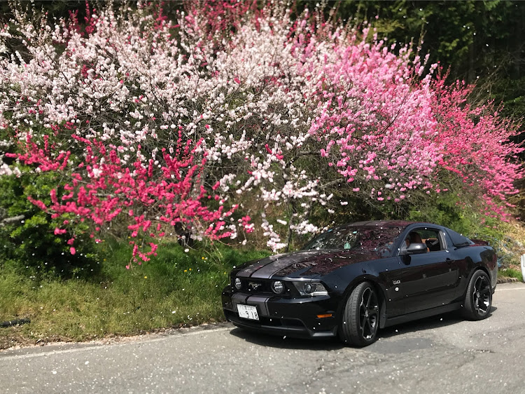 マスタング クーペのドライブに関するカスタム事例の投稿画像1枚目