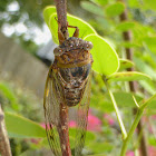 Scrub Cicada