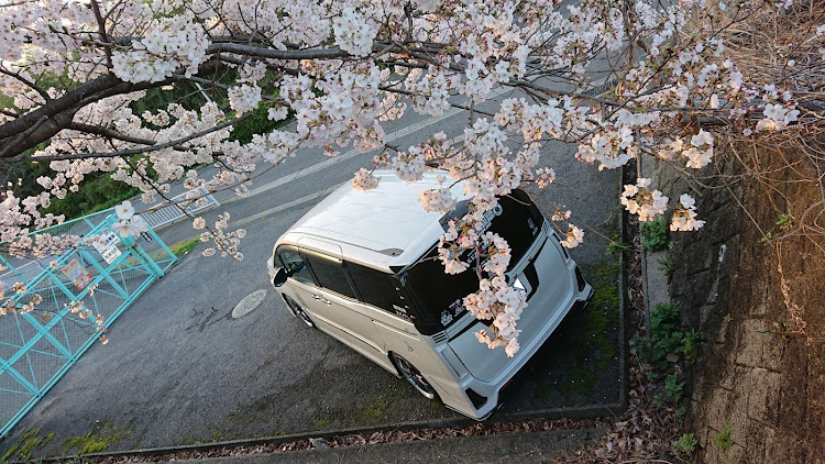 ヴォクシーのVOXY・TRD・シルクブレイズ・VERZ・桜に関するカスタム事例の投稿画像7枚目