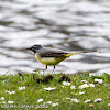 Grey Wagtail