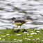 Grey Wagtail