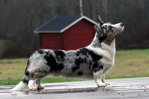 Cardigan Welsh Corgi Wallpaper