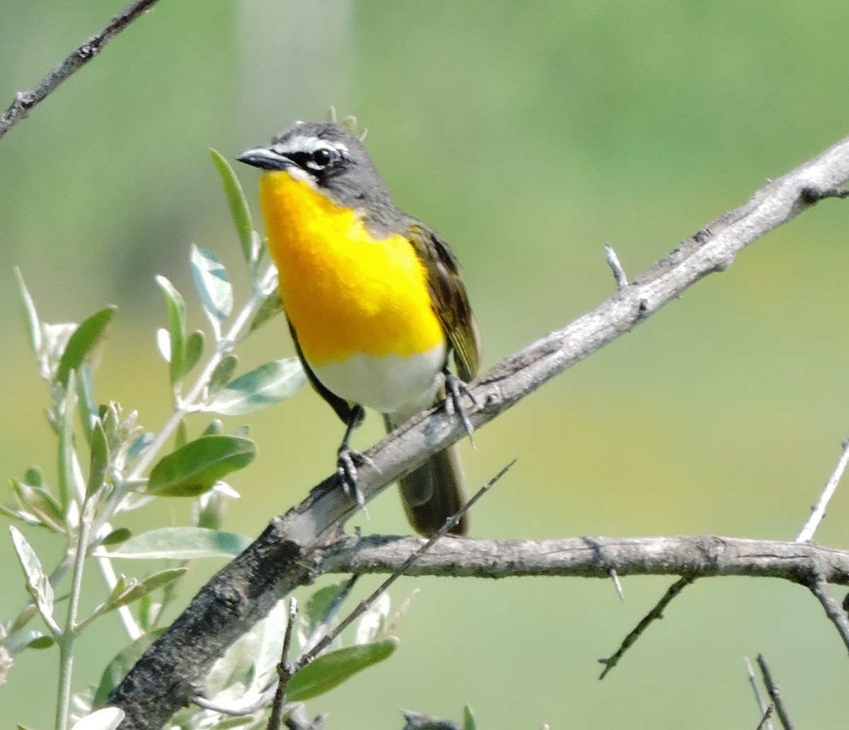 Yellow breasted chat