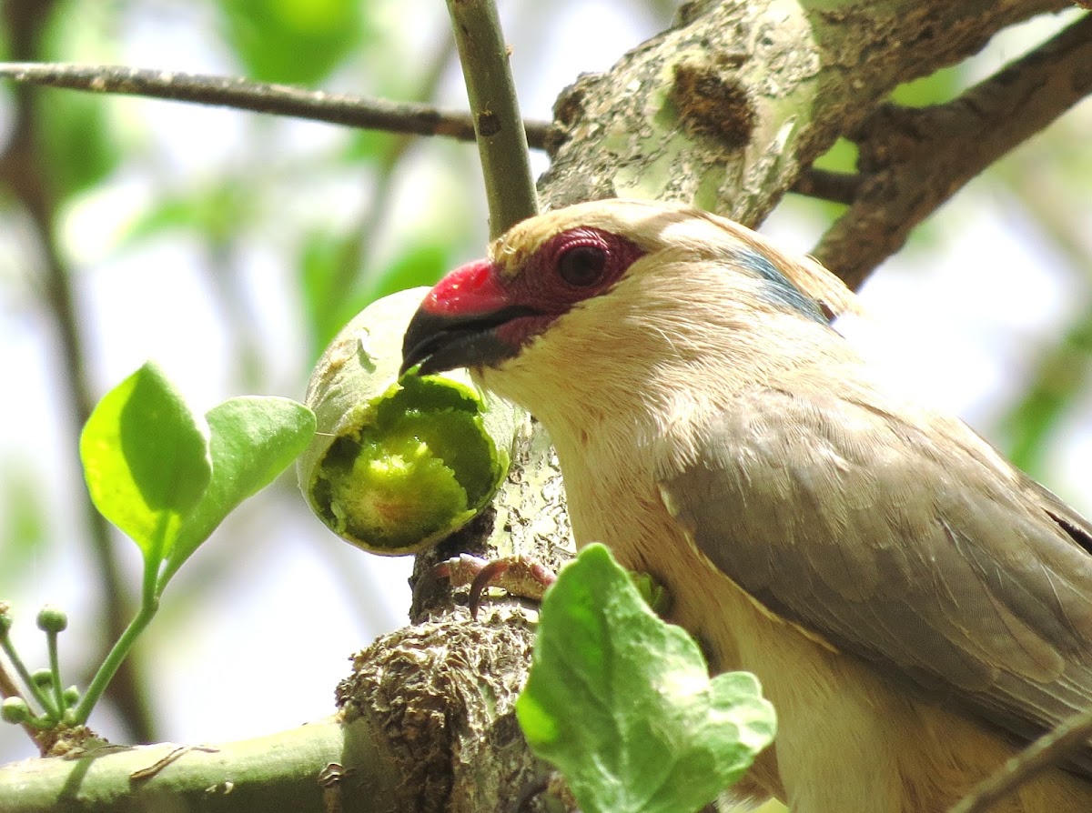 Blue-napped Mousebird