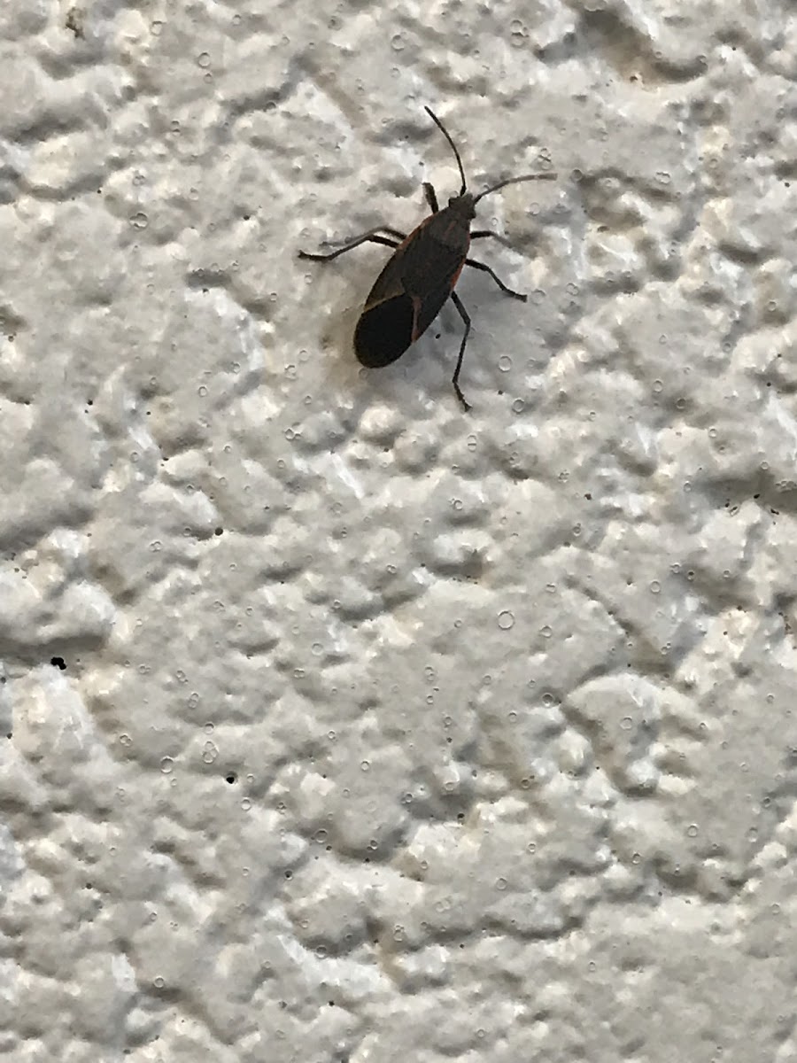 Box Elder Bug