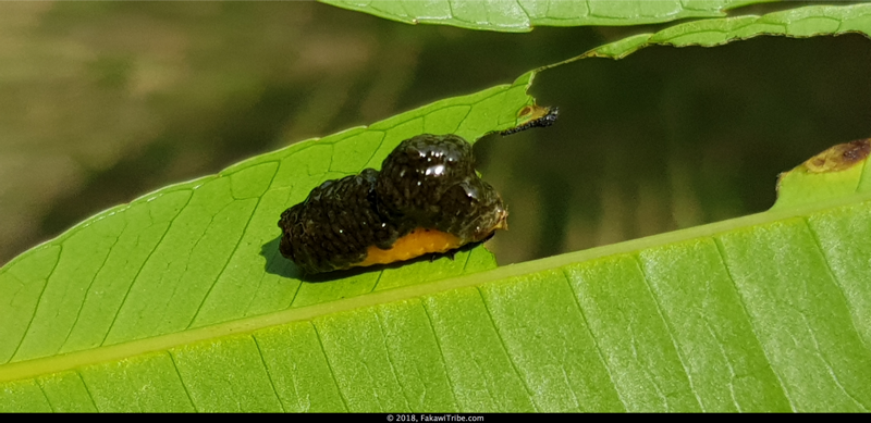 Leaf Beetle Larva with Fecal Shield