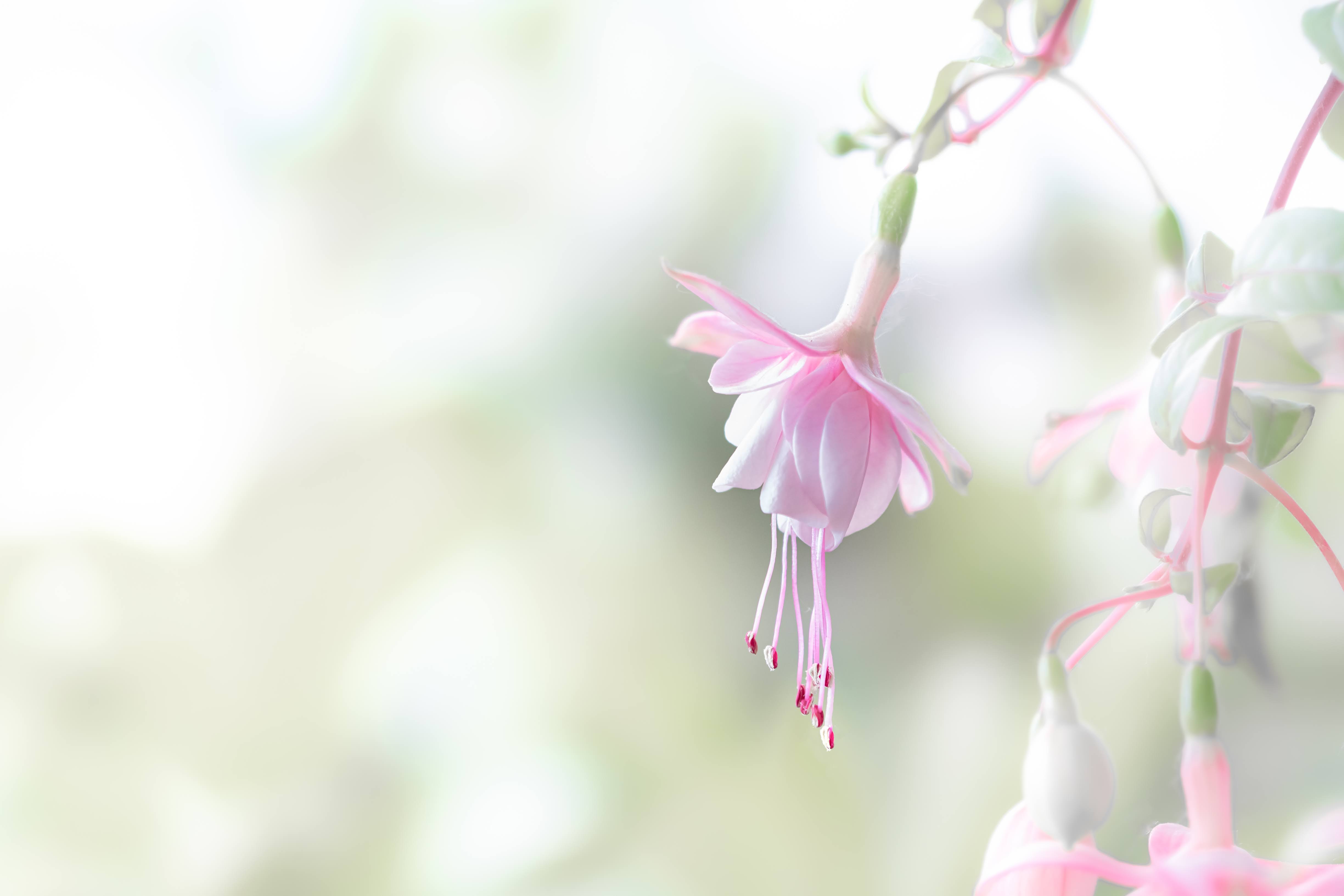 Spring Fuchsia di glen_gebert