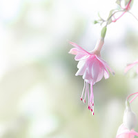 Spring Fuchsia di 