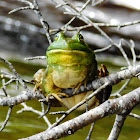 American Bullfrog