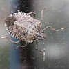 Brown Marmorated Stink Bug