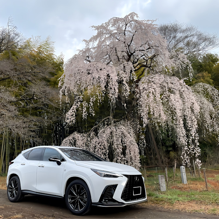 NXの枝垂れ桜とコラボ・朝活は楽しい・いつもイイネ&コメントありがとうございます🙇‍♂️に関するカスタム事例の投稿画像1枚目