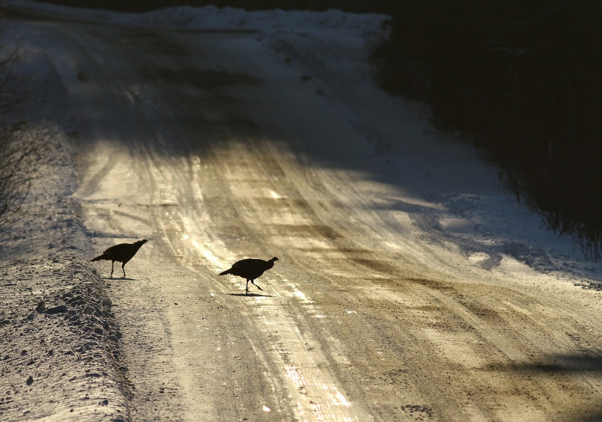 Wild Turkeys