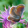 Southern Brown Argus; Morena