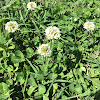 White Clover