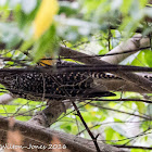 Asian Koel